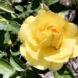 Meet your Posher, Michaela-anne